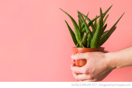 Zimmerpflanzen – Gefahr von Schimmelbildung