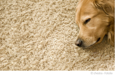 Schadstoffe im Teppich