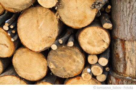 Holz in der Wohnung ist oft mit Schadstoffen belastet.